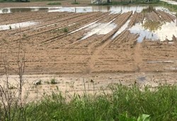 Τα πρώτα λεφτά στη Θεσσαλία για φυτικό κεφάλαιο