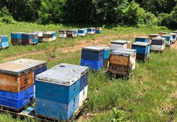 Μελισσοκομία: Ξεπέρασαν τα 100 εκ. οι κυψέλες