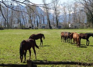 Φεύγουν και τα τελευταία άλογα από το Ιπποφορβείο Λαζαρίνας