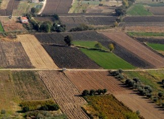 Τεράστια ζήτηση για χωράφια στη Θεσσαλία λόγω Κάνναβης