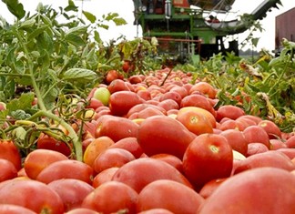 Θεσσαλία: Θετικό ξεκίνημα για την βιομηχανική ντομάτα