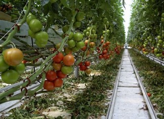 Κήποι Καρδίτσας: Θερμοκήπιο με φυσικό αέριο
