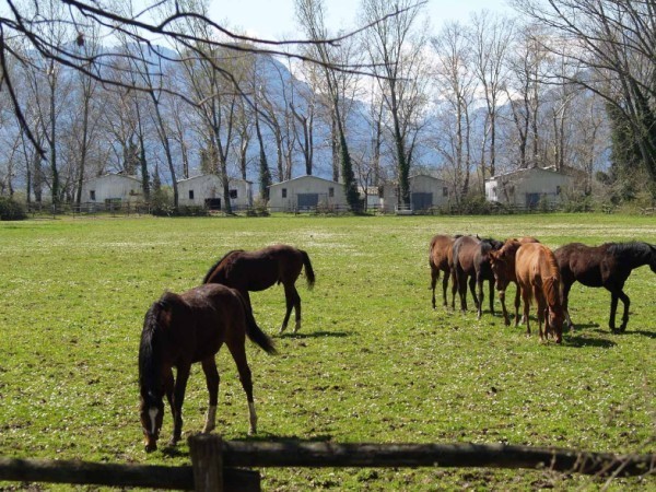 Φεύγουν και τα τελευταία άλογα από το Ιπποφορβείο Λαζαρίνας