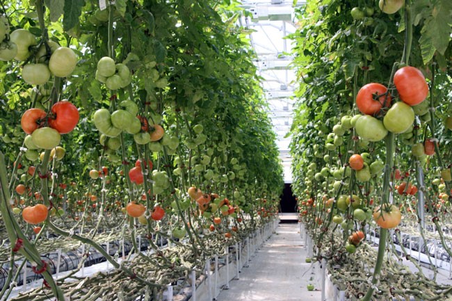 Στην υδροπονική ντομάτα εκτός από το βιοαέριο θα επενδύσει ο Ρουβάς στην Καρδίτσα 