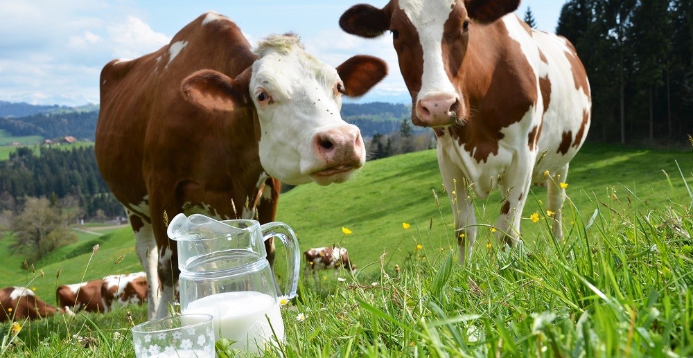 Ελληνικά γαλακτοκομεία: Προς τριπλασιασμό του εισκομιζόμενου γάλακτος