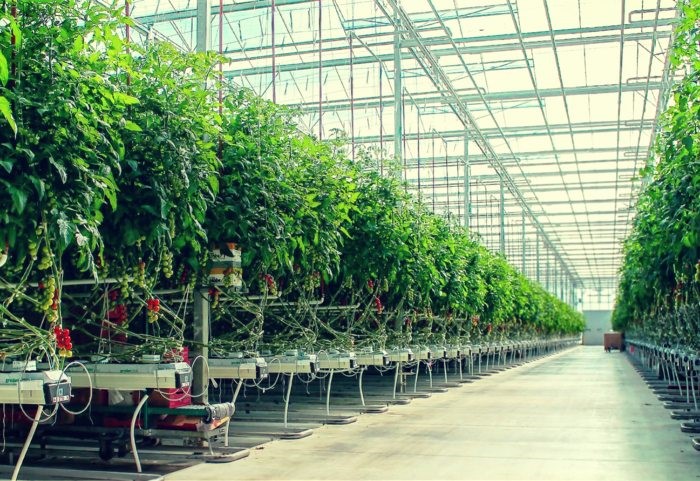 Νέες επενδύσεις ύψους 25 εκ. σε ντομάτα - λαχανικά