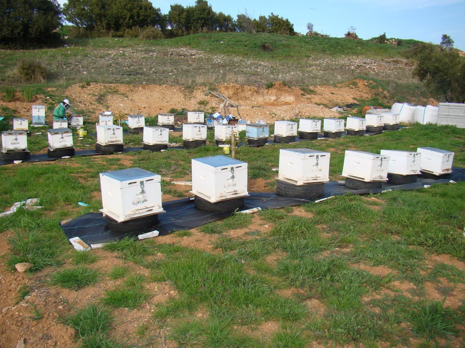 Προβλήματα κόστους και ζάχαρης για τα θεσσαλικά μελίσσια
