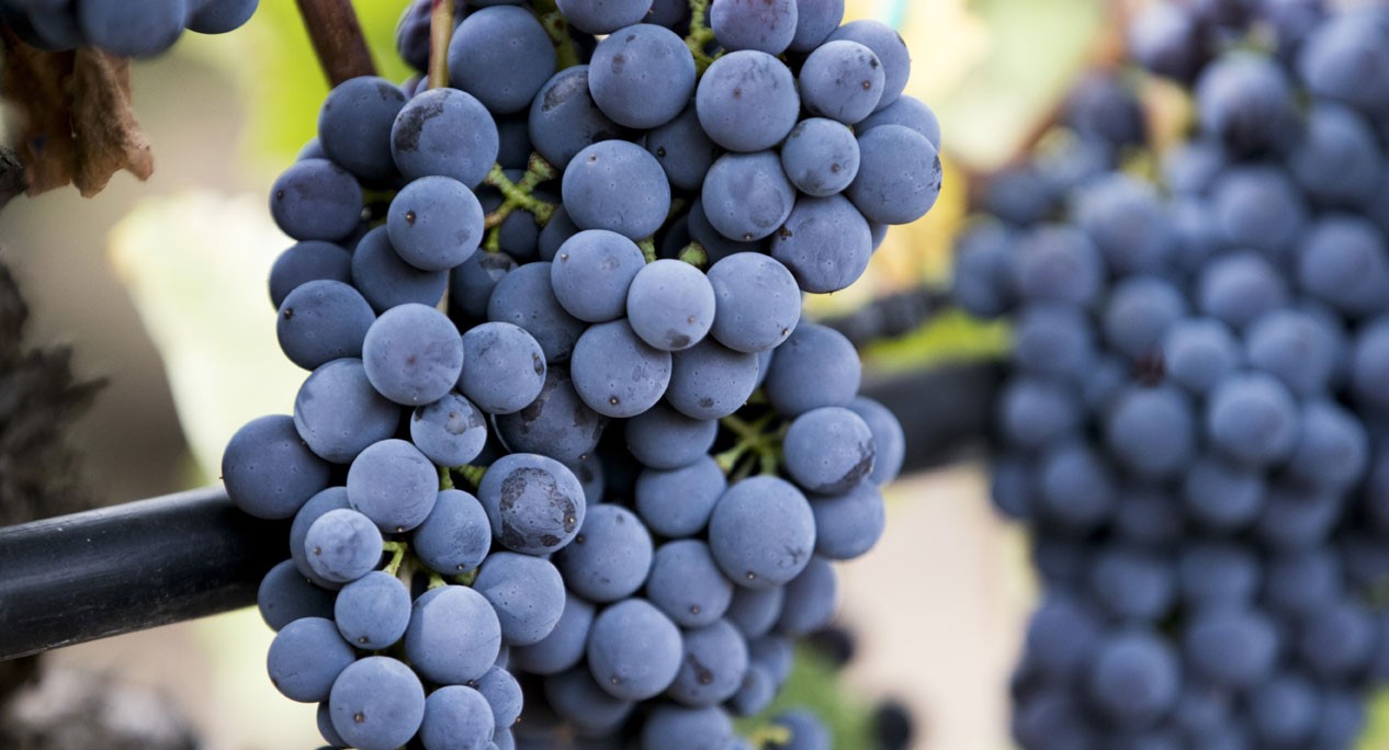 Τα μεγάλα αποθέματα οίνου ανησυχούν τους παραγωγούς