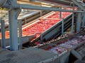 Στροφή στην βιομηχανική ντομάτα στη Θεσσαλία